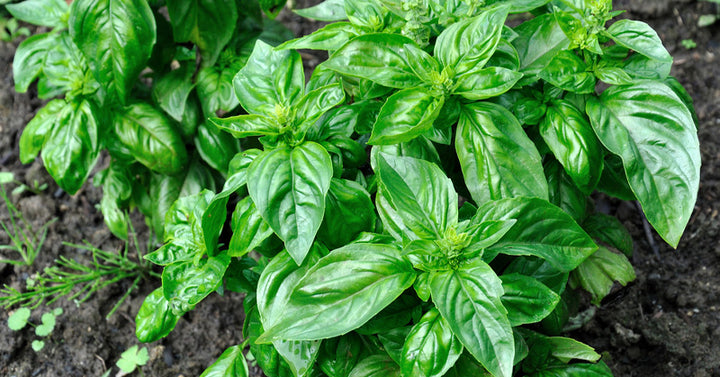 7-herbs-fi