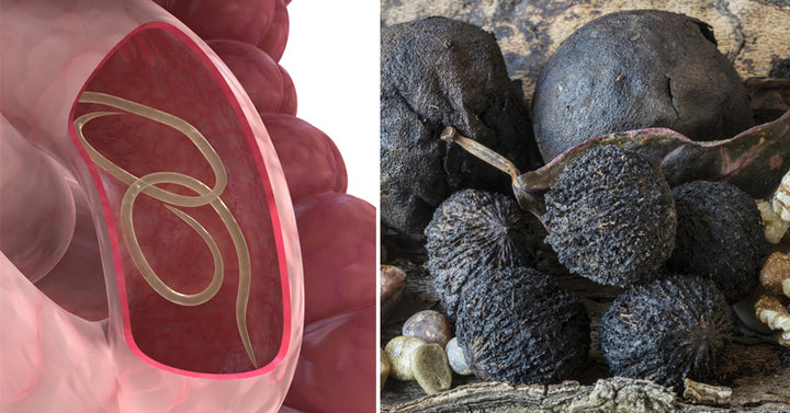 Black Walnut Benefits & Uses