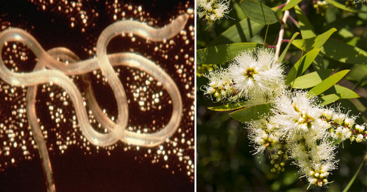 Niaouli Essential Oil: 12 Uses & Benefits