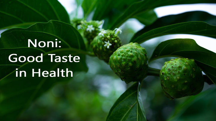 Noni Fruit: Good Taste In Health