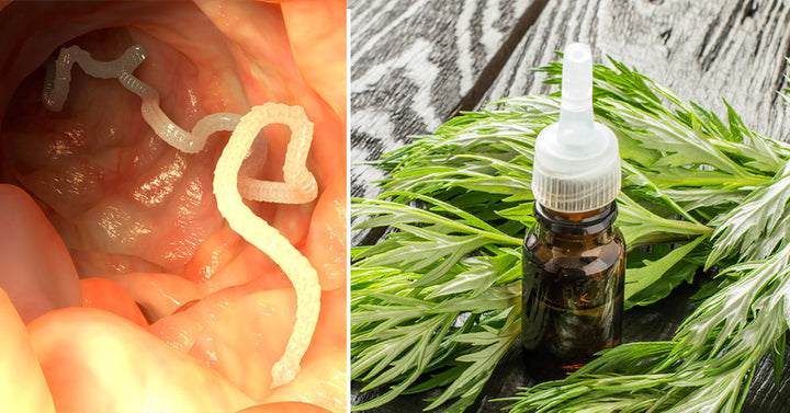 Wormwood Essential Oil: 10 Health Benefits