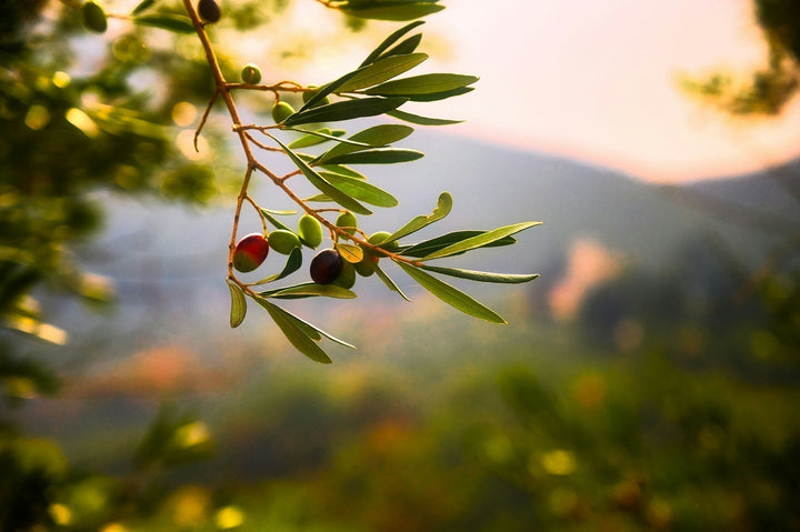 Ancient Olive Oil: 8 Reasons to Try The Staple of The Free