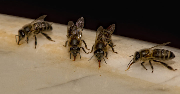 bees knees watering station FI