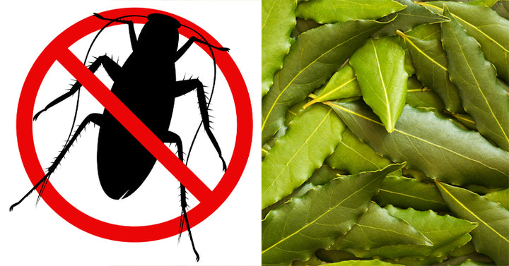 cockroach bay leaves FI