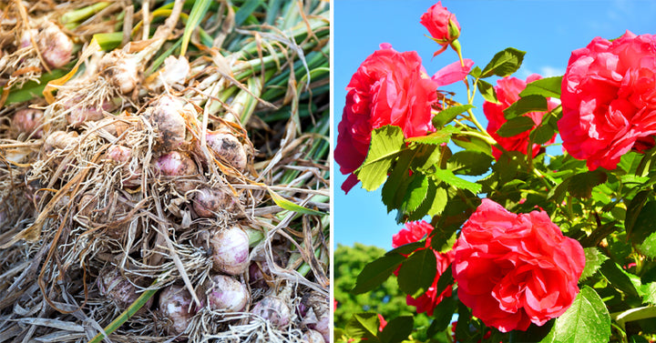 companion plants FI