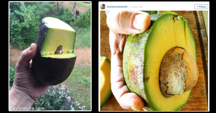 david wolfe why eat avocados FI