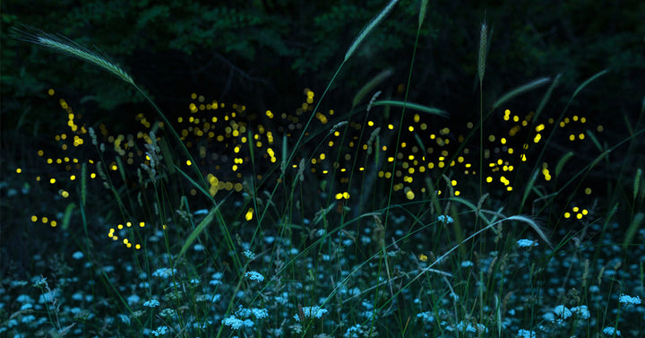 attract fireflies backyard FI