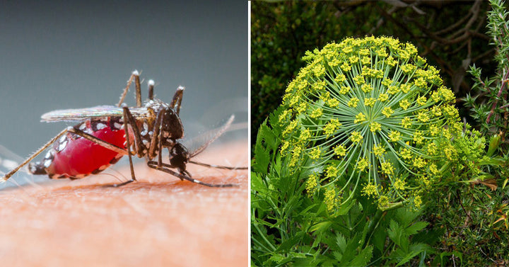 Galbanum Essential Oil: 10 Health Uses