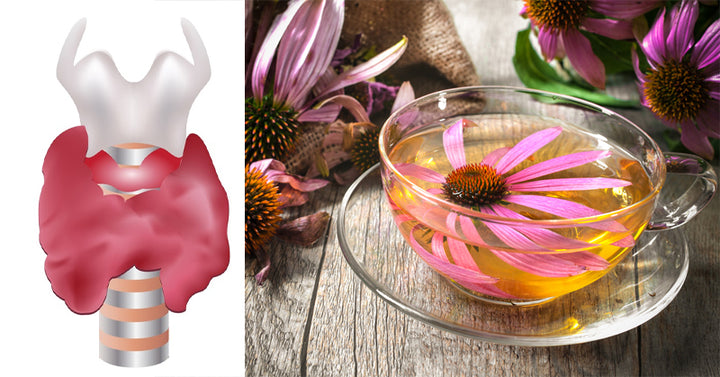 herbs thyroid FI