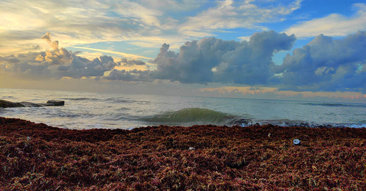 Irish sea moss FI