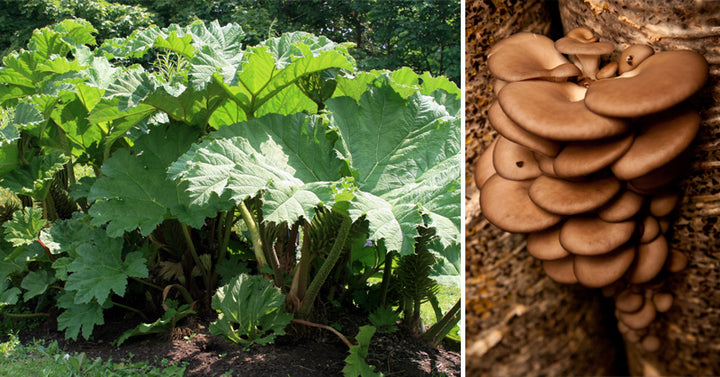 perennial crops FI