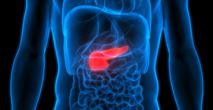 protease enzyme pancreas FI