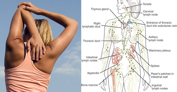 rebounding immune system exercise FI