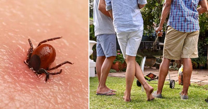 lyme disease ticks yard FI