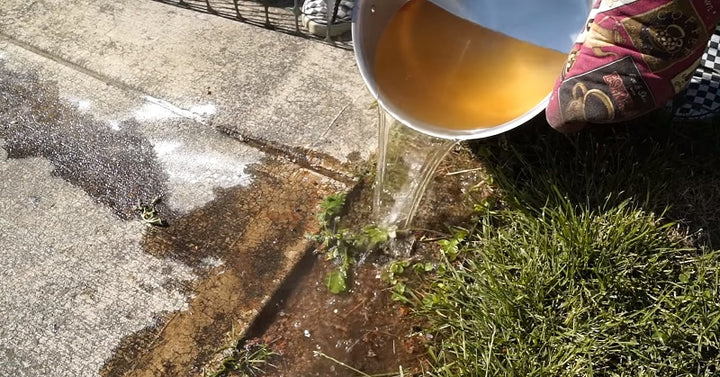 water ants FI