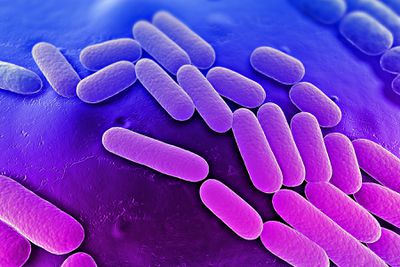 bacterial infection FI