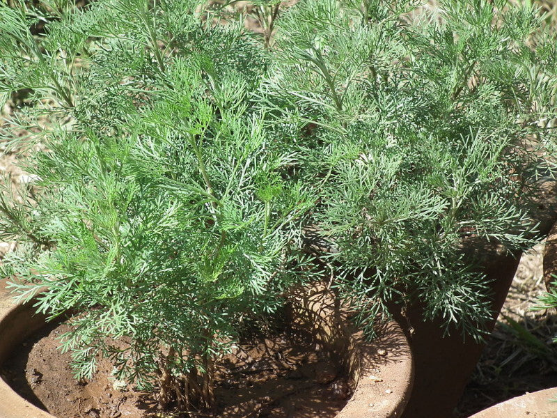 1024px-Sweet_worm_wood_(Artemisia_annua)_from_lalbagh_2281