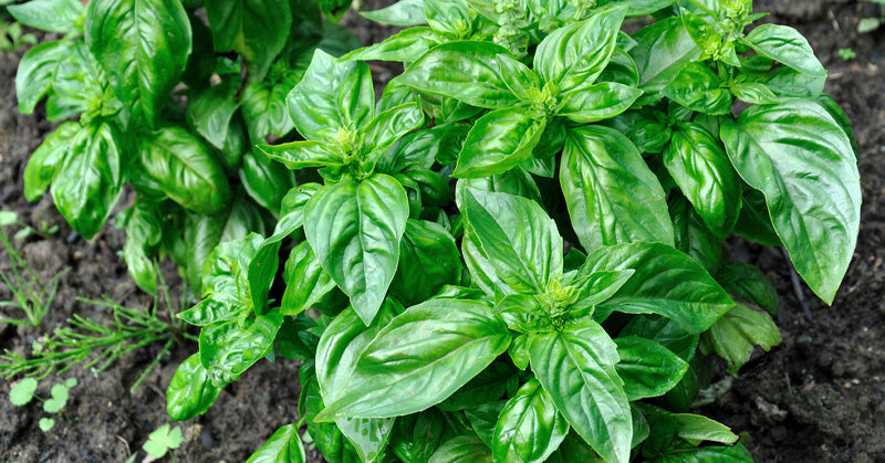 7-herbs-fi