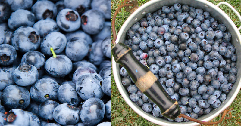 9254525480_2074aa6e42_b blueberries FI