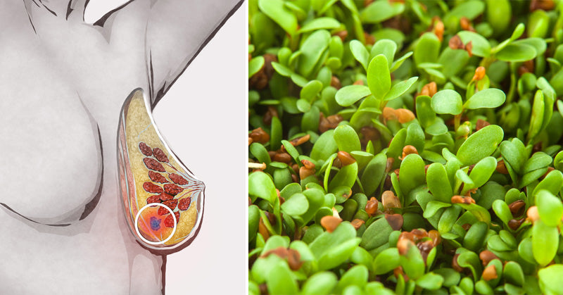 Alfalfa Sprouts: 7 Benefits & Uses