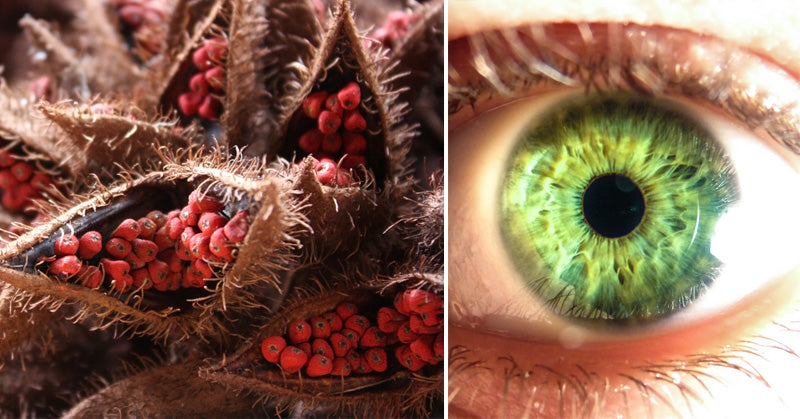 Annatto: 7 Health Benefits