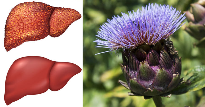 Artichokes: 7 Health Benefits