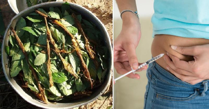 Ayahuasca diabetes FI