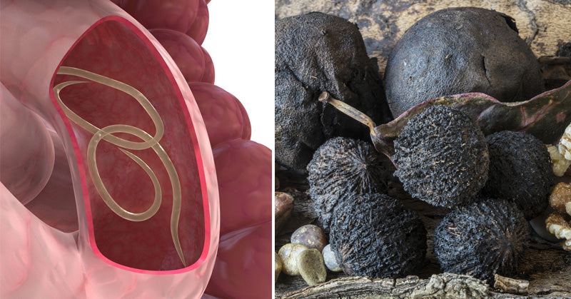 Black Walnut Benefits & Uses