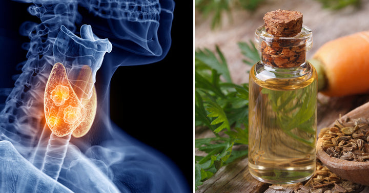 Carrot Seed Essential Oil: 12 Health Uses
