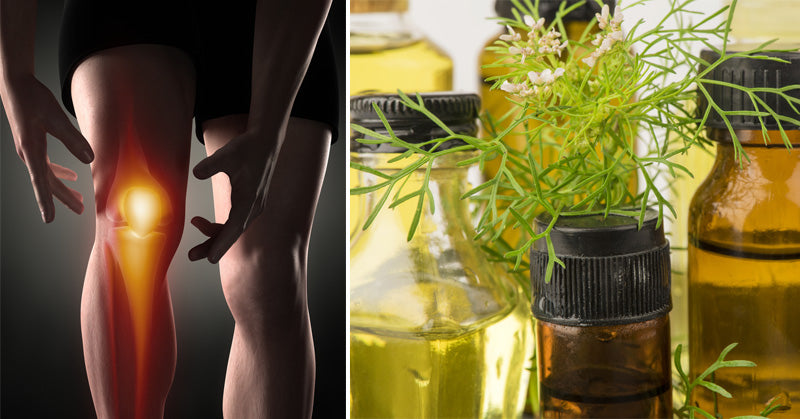 Coriander Essential Oil: 10 Benefits & Uses