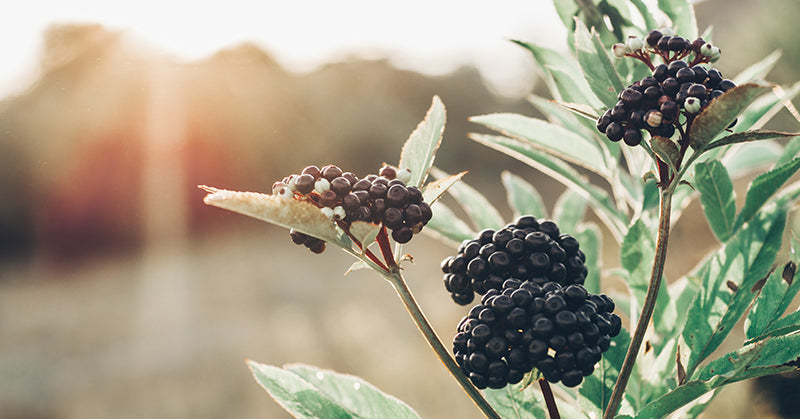 elderberry for immunity FI