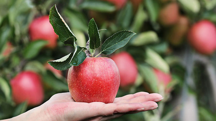 Fruit Tree Planting Foundation: An Elegant Solution To Planetary Health