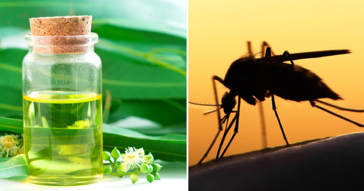 Lemon Eucalyptus Essential Oil: 9 Health Benefits