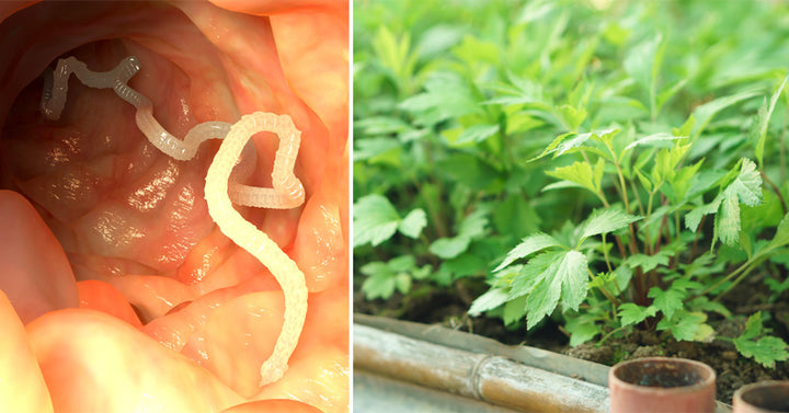 Mugwort Essential Oil: 10 Health Uses