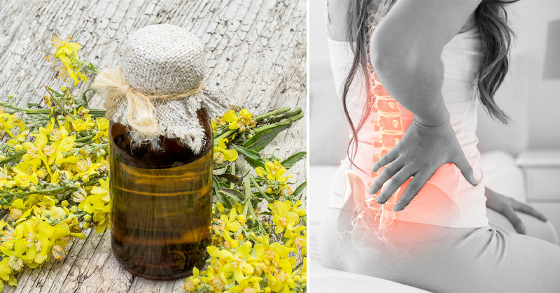 Mullein Essential Oil: 10 Uses & Benefits
