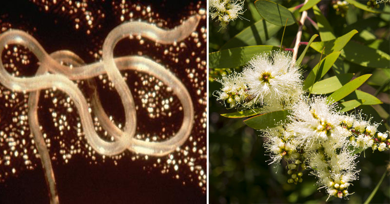 Niaouli Essential Oil: 12 Uses & Benefits