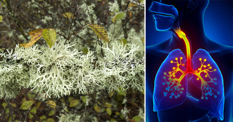 Oak Moss Essential Oil: 5 Uses & Benefites
