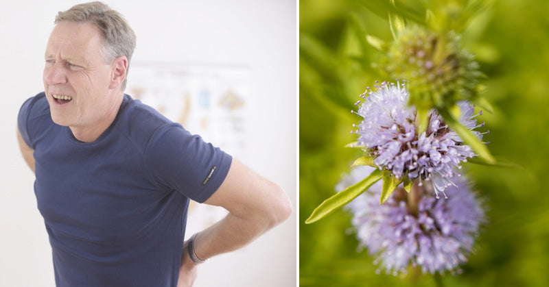 Pennyroyal Essential Oil: 10 Health Uses