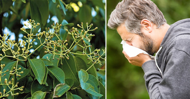 Ravensara Essential Oil: 13 Health Uses