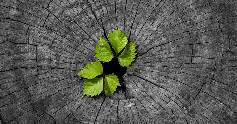 regenerate FI