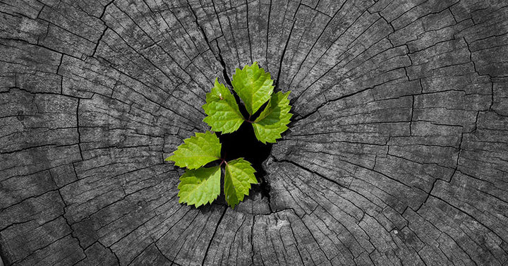 regenerate FI