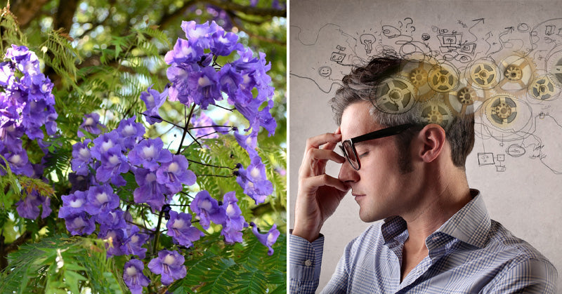 Rosewood Essential Oil: 9 Health Benefits