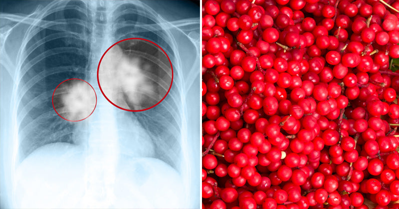 Schizandra Fruit health benefits FI