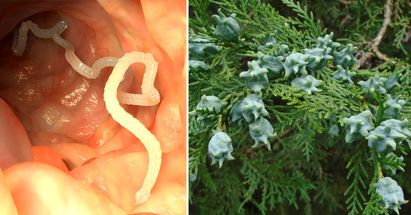 Thuja Essential Oil: 10 Health Benefits