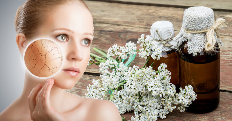 Yarrow Essential Oil: 15 Benefits & Uses