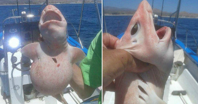 alien shark FI