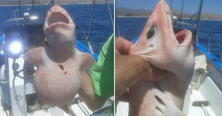 alien shark FI