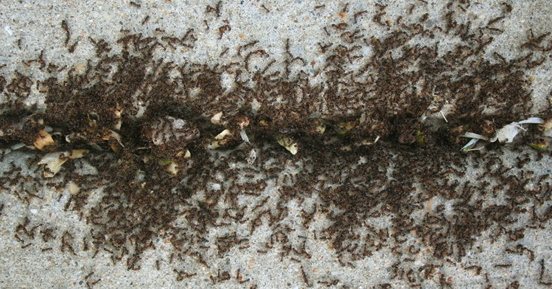 ant cinnamon FI