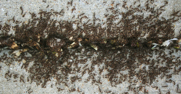 ant cinnamon FI