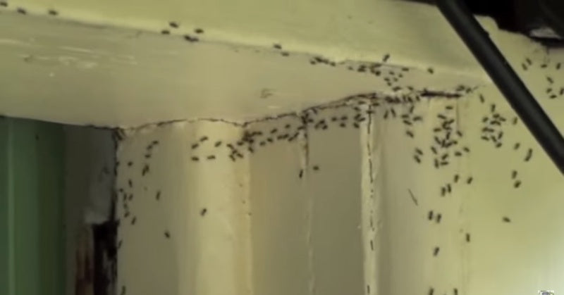 ants FI